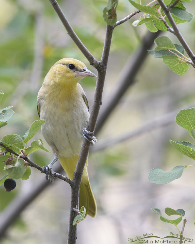Young Bullock's Oriole in the Wasatch Mountains, Morgan County, Utah