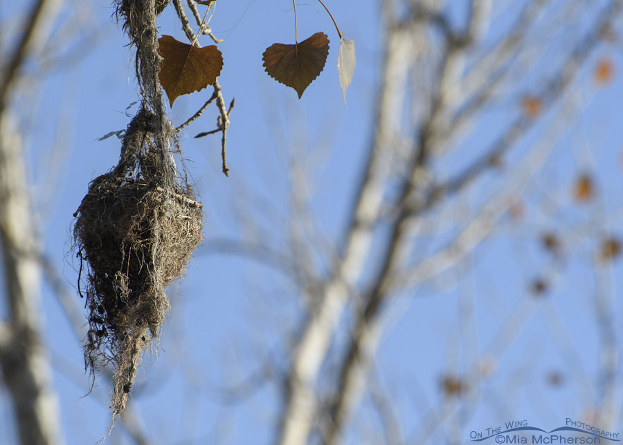 Bullock's Oriole nest in autumn, Salt Lake County, Utah