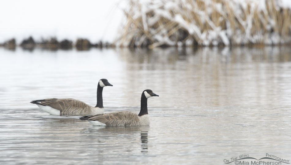 Two Canada Geese on a snowy day, Salt Lake County, Utah