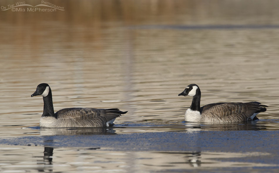 Aberrant Canada Goose with a normal Canada goose, Salt Lake County, Utah