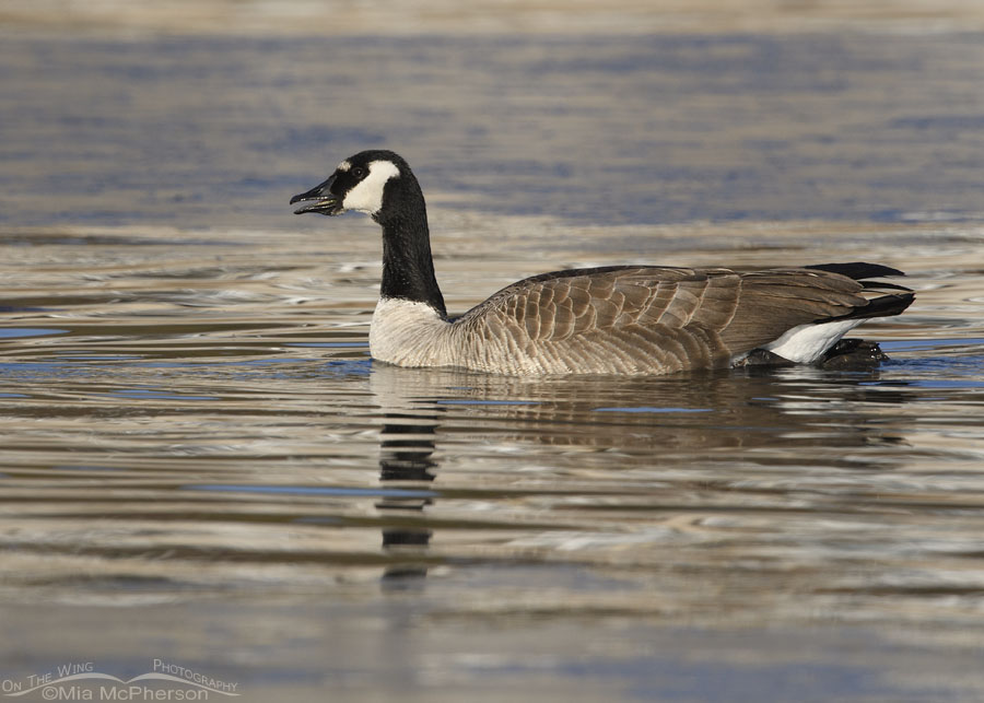 Calling Canada Goose variant with a white forehead, Salt Lake County, Utah