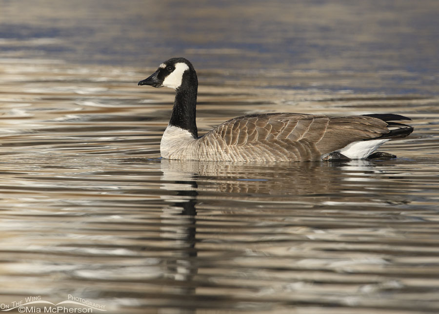 Canada Goose variant with a white forehead, Salt Lake County, Utah