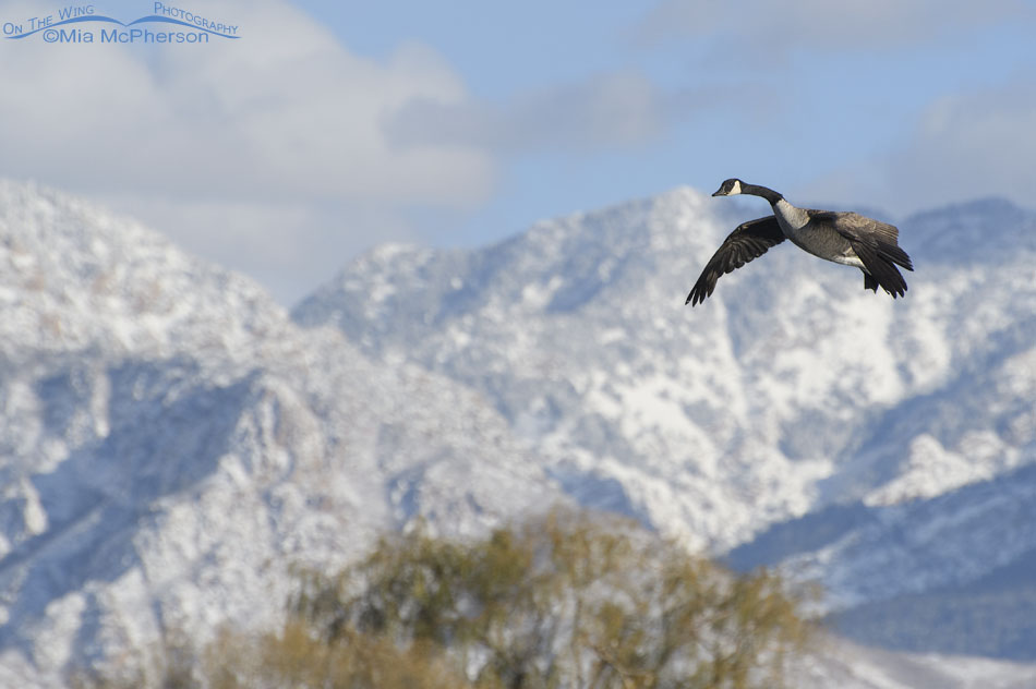 Landing Canada Goose in front of the snowy Wasatch Range, Salt Lake County, Utah