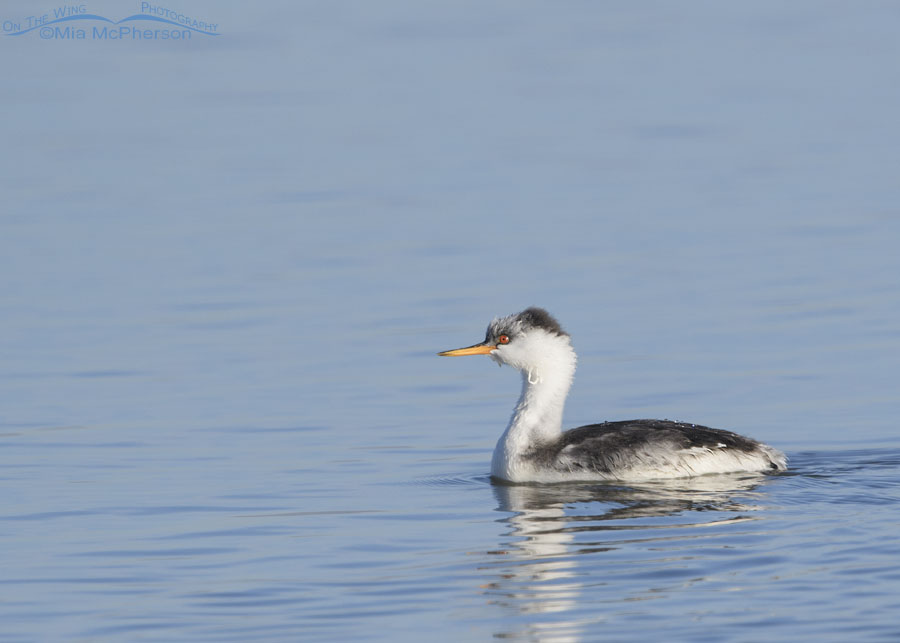 Young Clark's Grebe with something on its neck, Bear River Migratory Bird Refuge, Box Elder County, Utah