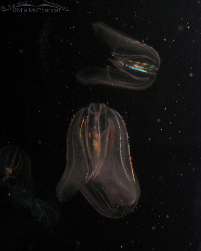 Bioluminescent Comb Jellyfish, Florida Aquarium, Hillsborough County, Tampa, Florida