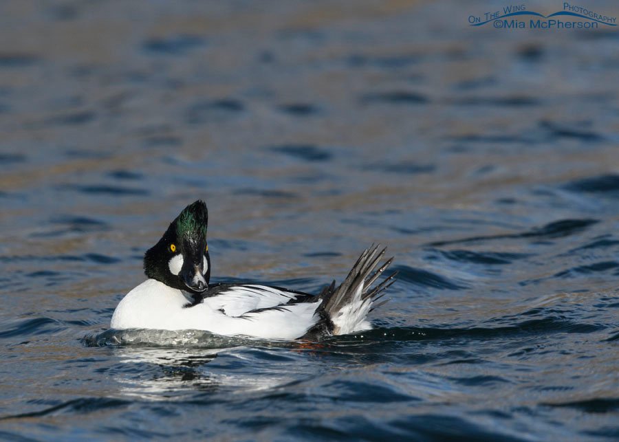 Male Common Goldeneye preening on an urban pond, Salt Lake County, Utah