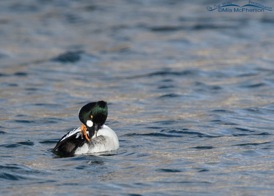 Male Common Goldeneye contortions, Salt Lake County, Utah