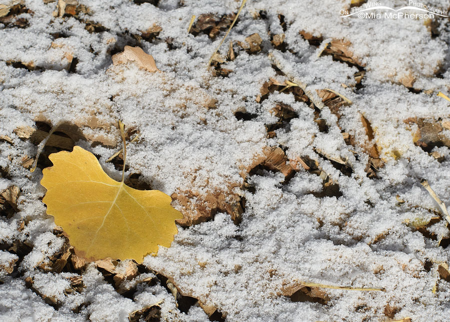 Golden Eastern Cottonwood leaf on fresh snow, Salt Lake County, Utah