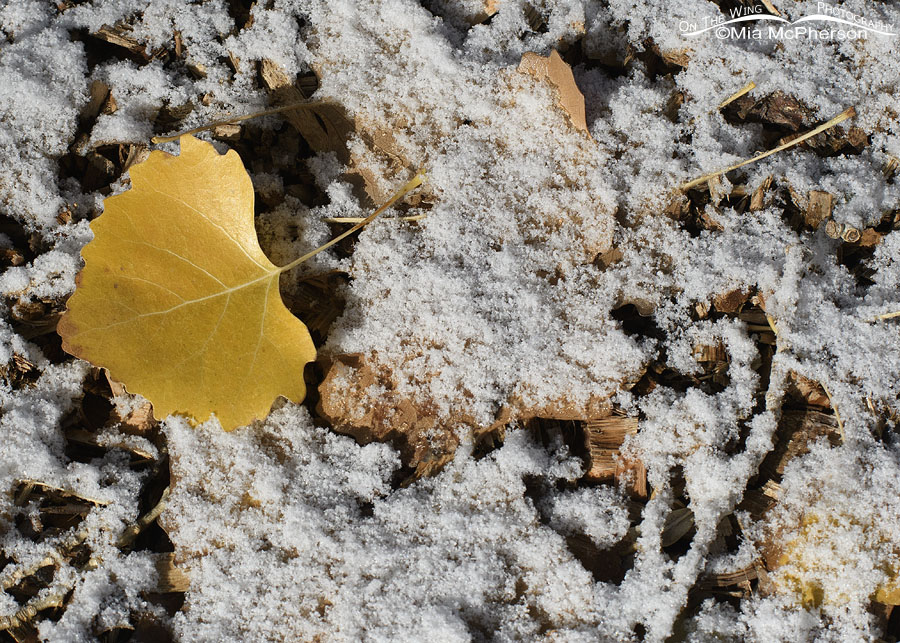 Golden Cottonwood leaf with fresh snow, Salt Lake County, Utah