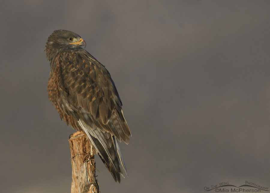 West Desert dark morph Ferruginous Hawk, West Desert, Tooele County, Utah
