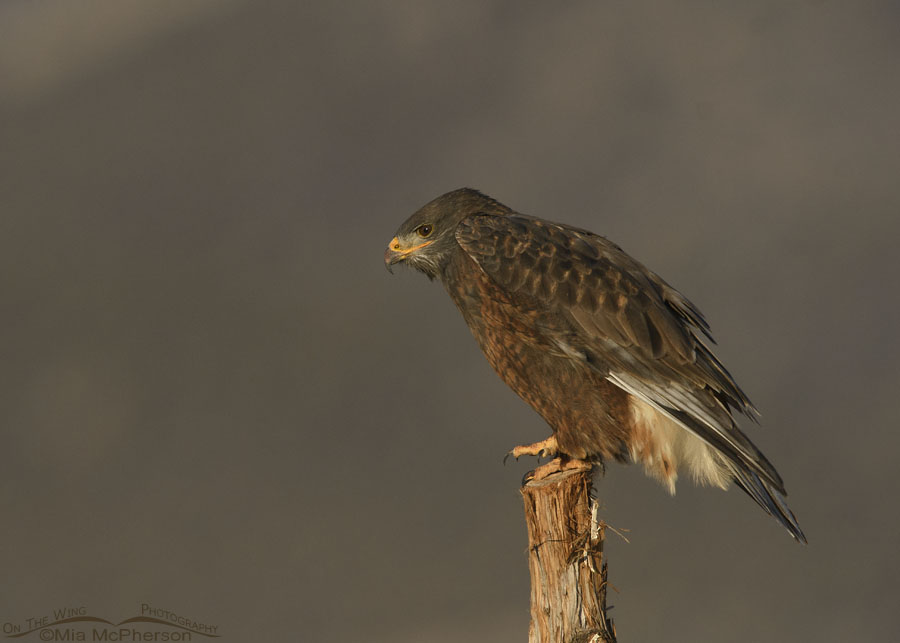 Dark morph Ferruginous Hawk lifting one foot, West Desert, Tooele County, Utah