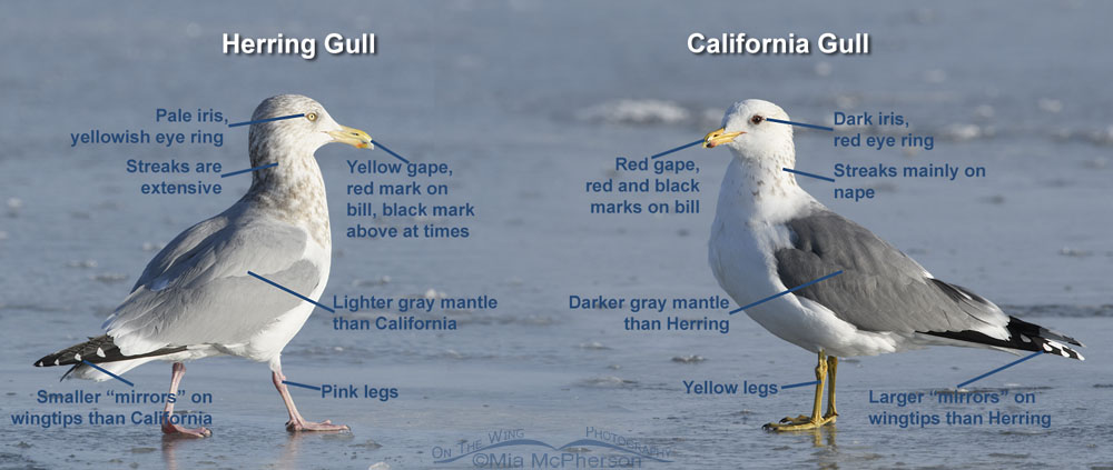 Herring Gull - California Gull Comparison and ID Features, Bear River Migratory Bird Refuge, Box Elder County, Utah
