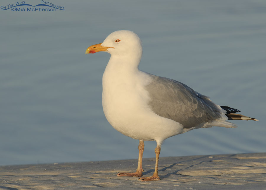 Adult Herring Gull in breeding plumage in Florida, Fort De Soto County Park, Pinellas County, Florida