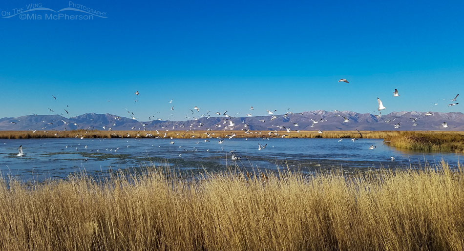 Ring-billed Gull feeding frenzy at Bear River MBR, Box Elder County, Utah