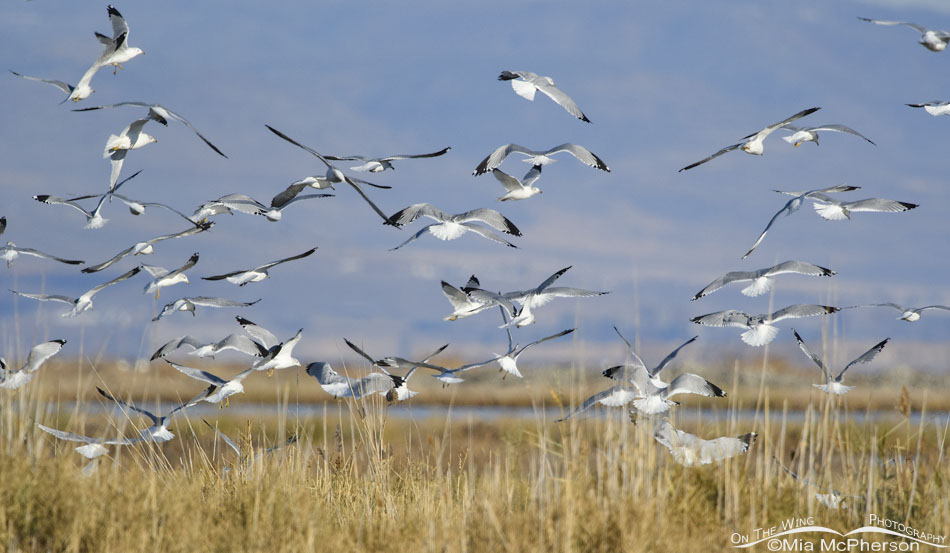 Ring-billed Gull feeding frenzy on the marsh, Bear River Migratory Bird Refuge, Box Elder County, Utah