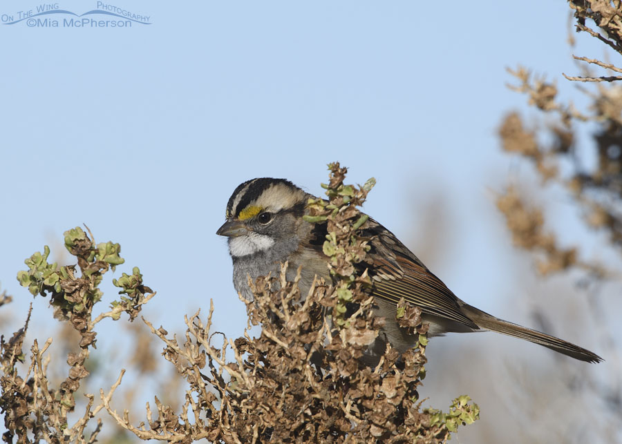 White-throated Sparrow at Farmington Bay WMA, Davis County, Utah