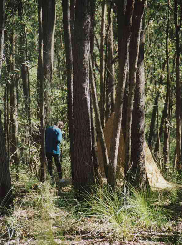 In the gum trees at Pigeon House Mountain Didthul walking track, New South Wales, Australia
