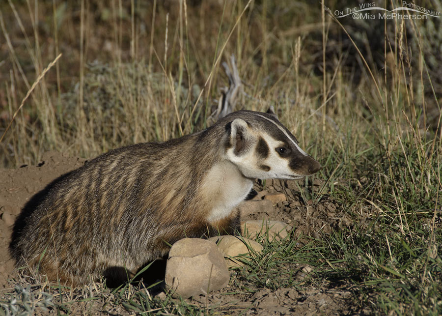 American Badger in profile, Wasatch Mountains, Summit County, Utah
