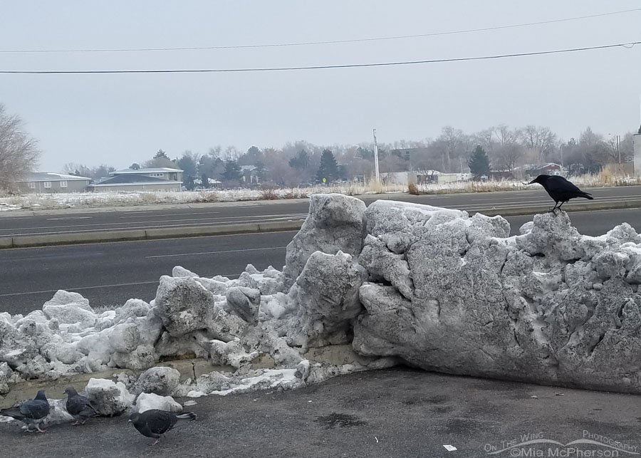 Urban American Crow - Cell phone image