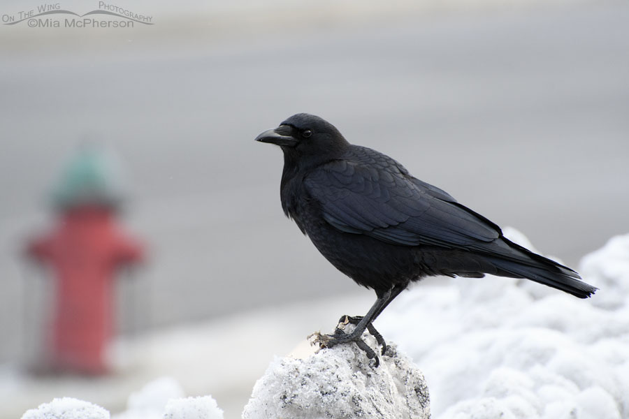 American Crow in a grocery store parking lot, Salt Lake County, Utah