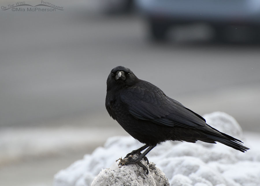 Urban American Crow, Salt Lake County, Utah