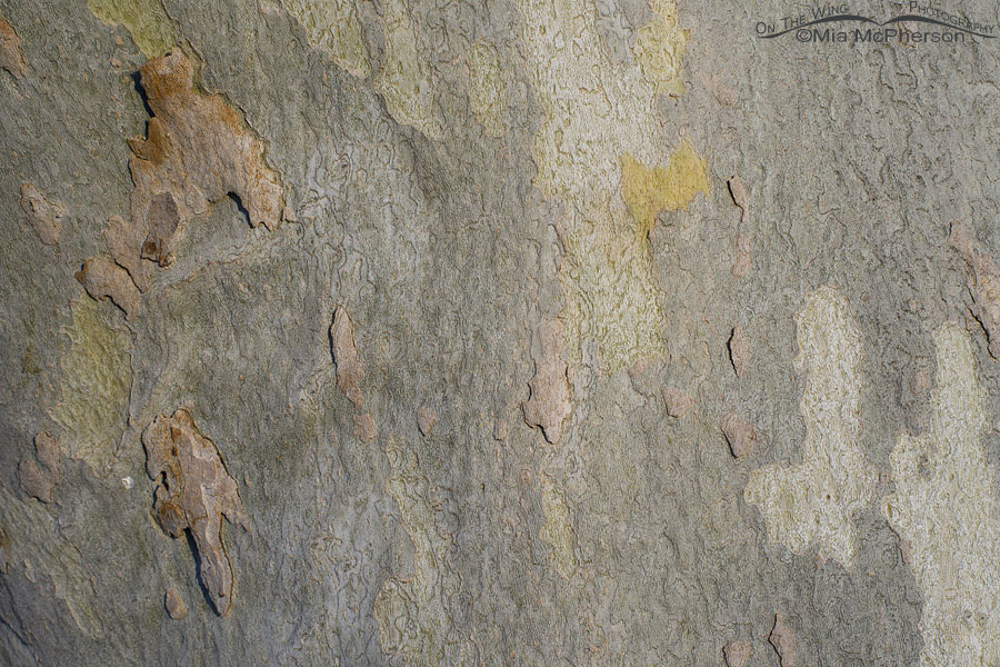American Sycamore bark close up, Salt Lake County, Utah