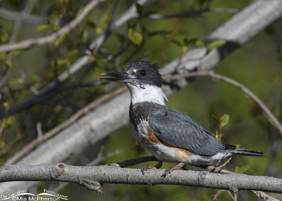 Belted Kingfisher female aka Queenfisher, Wasatch Mountains, Summit County, Utah