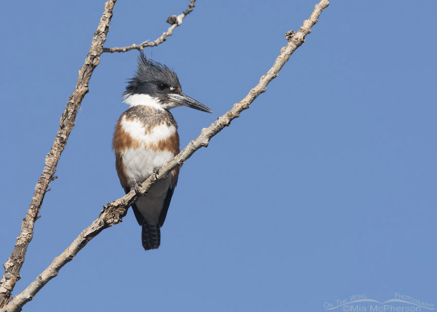 Female Belted Kingfisher on a February afternoon, Salt Lake County, Utah