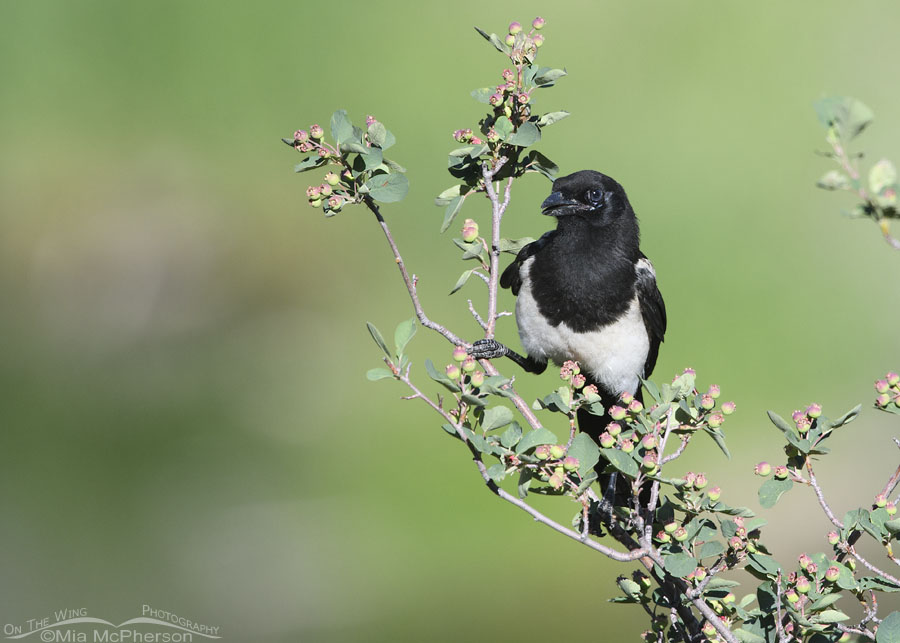Young Black-billed Magpie in a serviceberry, Wasatch Mountains, Summit County, Utah