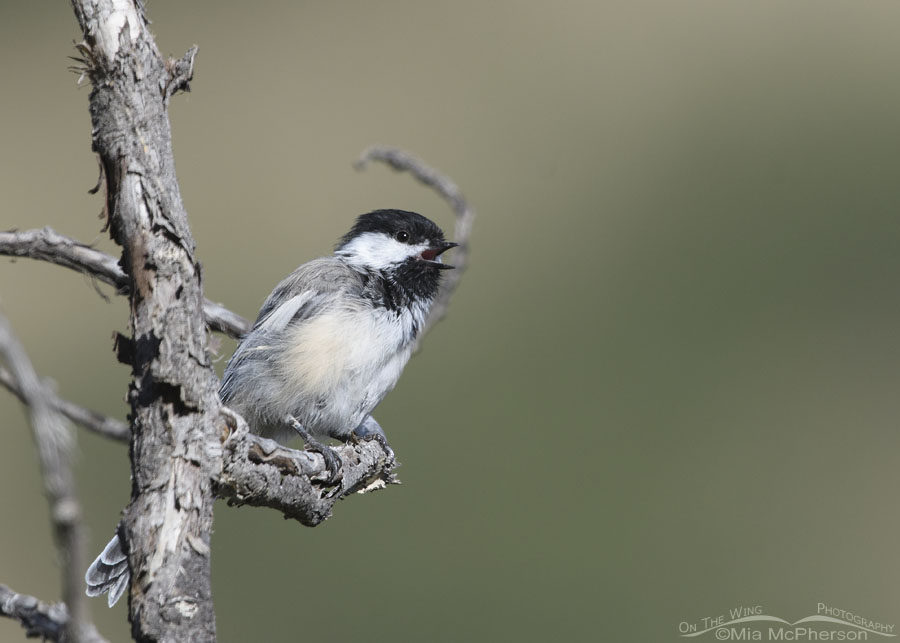 Singing Black-capped Chickadee adult, Wasatch Mountains, Morgan County, Utah