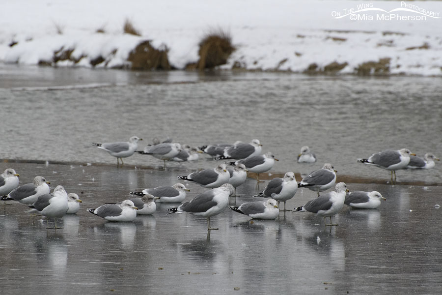 Flock of California Gulls on the Winter Solstice, Salt Lake County, Utah