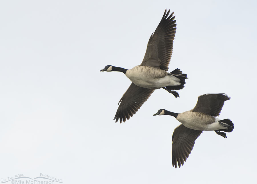 Canada Geese flying in a cloudy sky, Salt Lake County, Utah