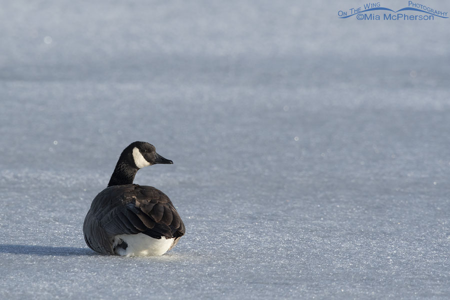 Wary Canada Goose on ice, Bear River Migratory Bird Refuge, Box Elder County, Utah