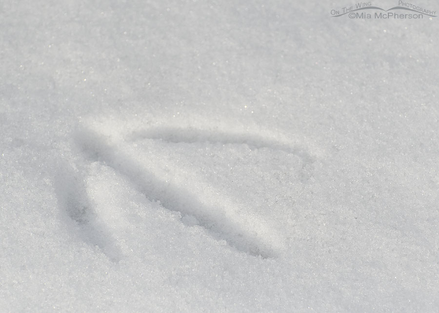 Canada Goose footprint in snow, Salt Lake County, Utah