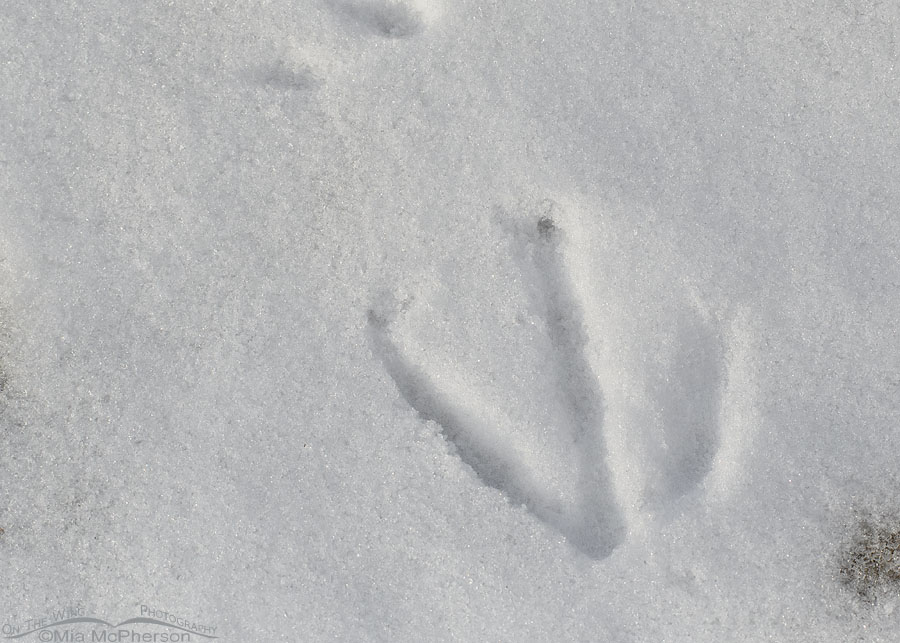 Canada Goose tracks in snow, Salt Lake County, Utah