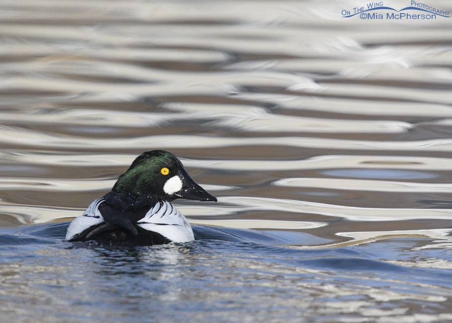 Over the shoulder look from a male Common Goldeneye, Salt Lake County, Utah