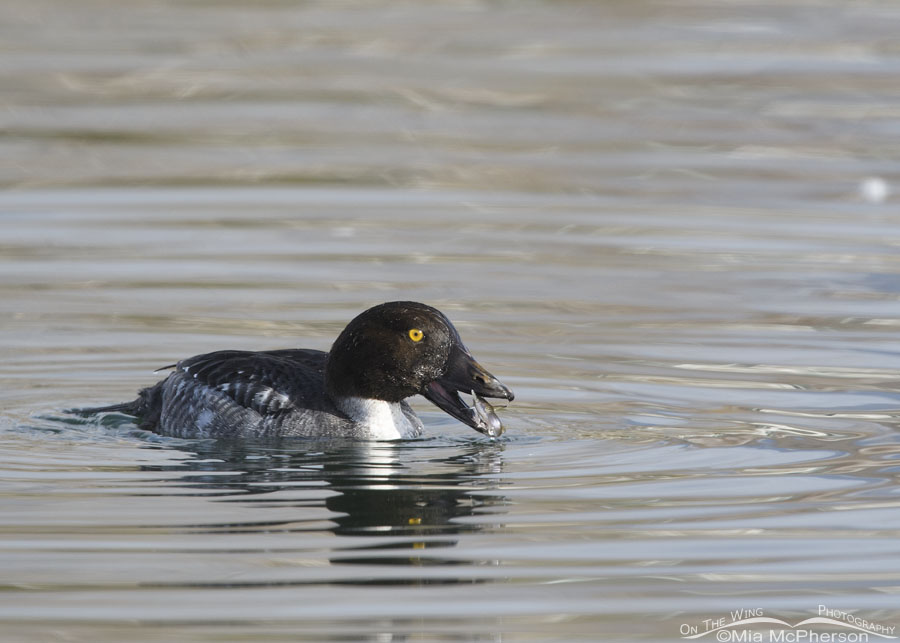 Immature male Common Goldeneye with a catfish, Salt Lake County, Utah