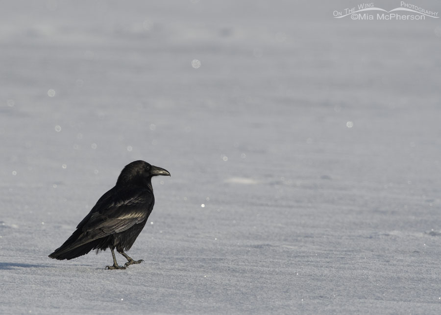 Common Raven walking on ice, Bear River Migratory Bird Refuge, Box Elder County, Utah