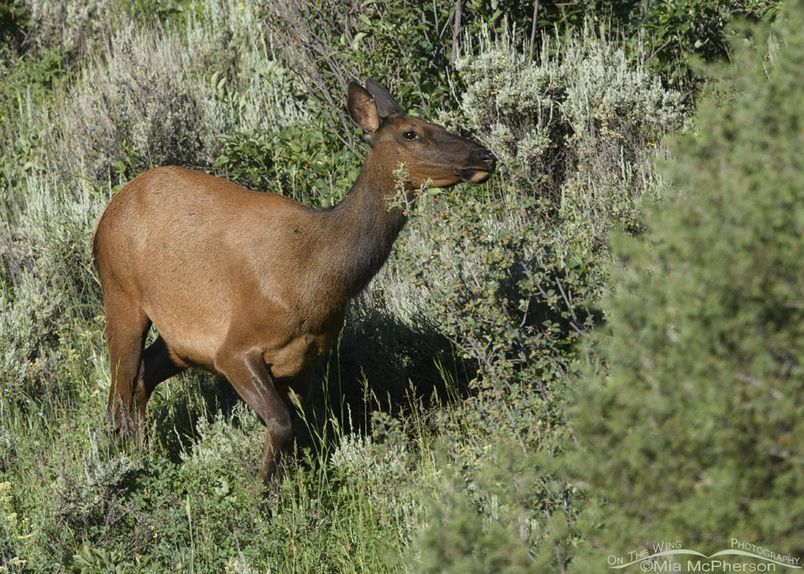 Elk cow on a mountain hillside, Wasatch Mountains, Summit County, Utah