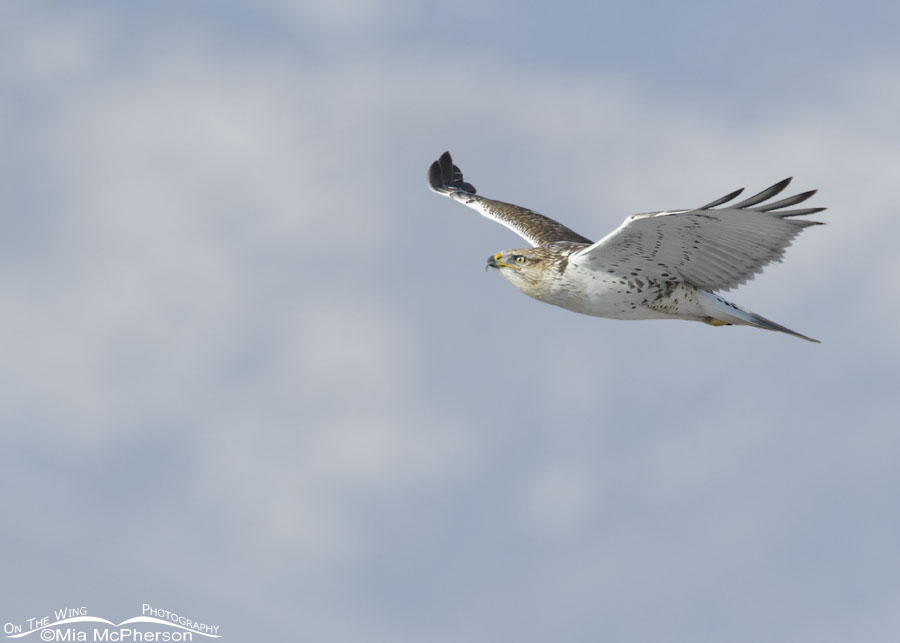 Light morph Ferruginous Hawk with its eyes on the clouds, West Desert, Tooele County, Utah