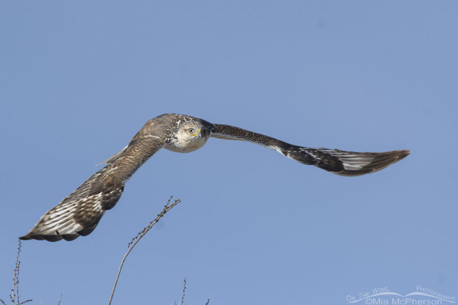 Immature Ferruginous Hawk right after taking off, West Desert, Tooele County, Utah