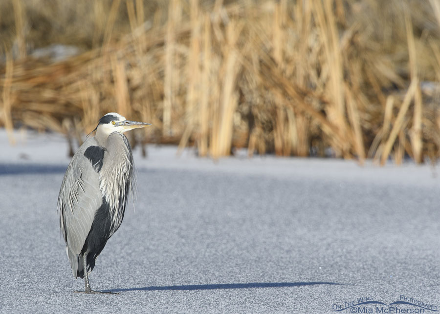 Great Blue Heron and shadow at Farmington Bay WMA, Davis County, Utah