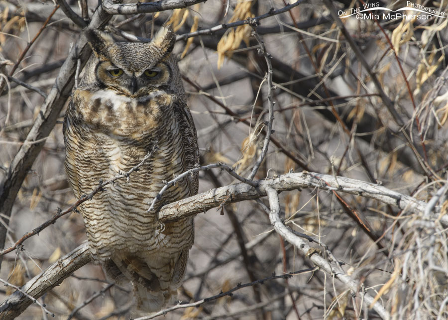 Great Horned Owl in a roadside thicket, Box Elder County, Utah