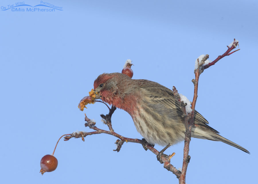 Male House Finch eating a crabapple, Salt Lake County, Utah