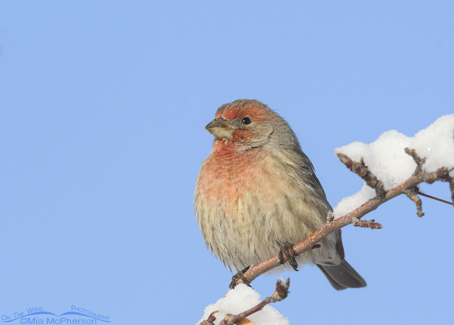 House Finch male perched on a snowy branch, Salt Lake County, Utah