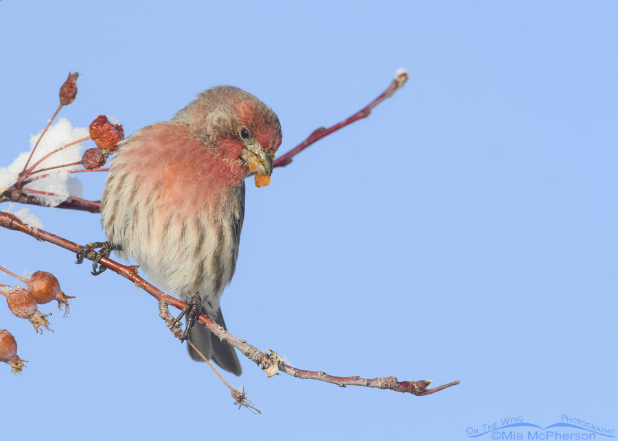 Male House Finch with a crabapple in his bill, Salt Lake County, Utah