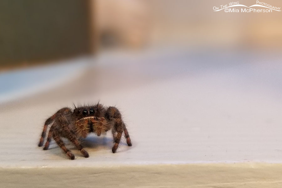 Female Bold Jumper Spider, Salt Lake County, Utah