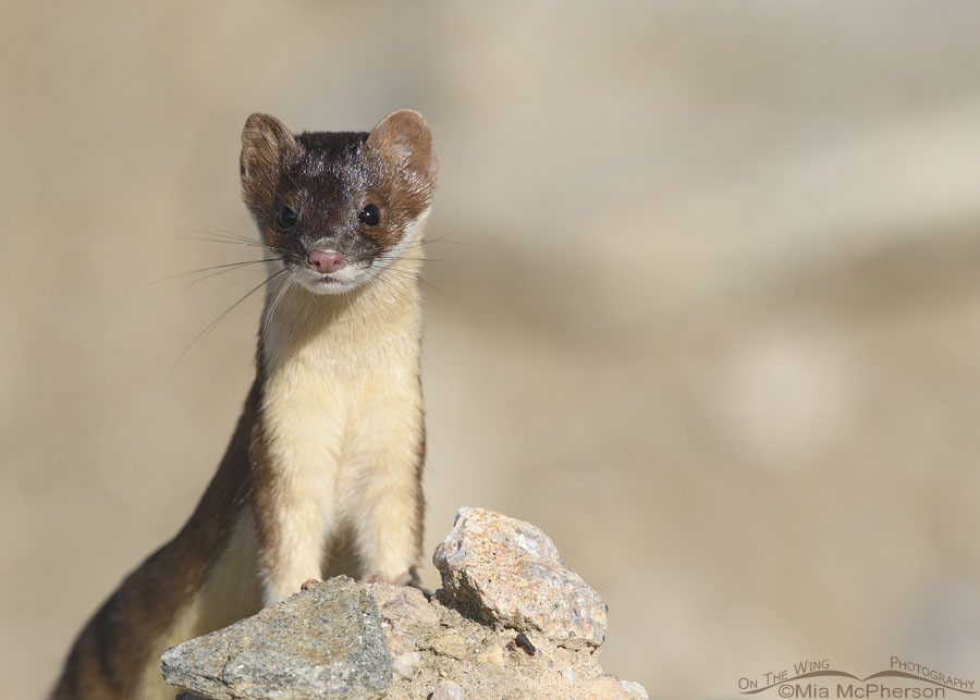 Curious Long-tailed Weasel on a rock pile, Farmington Bay WMA, Davis County, Utah