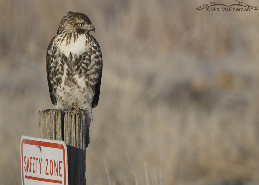 Immature Red-tailed Hawk resting in a safety zone, Farmington Bay WMA, Davis County, Utah