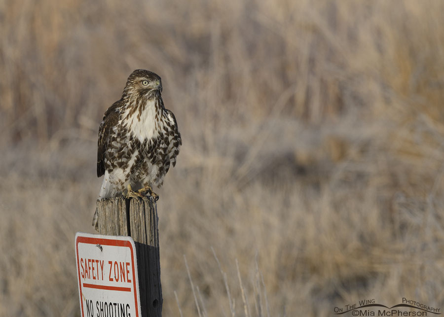 Immature Red-tailed Hawk in a safety zone, Farmington Bay WMA, Davis County, Utah